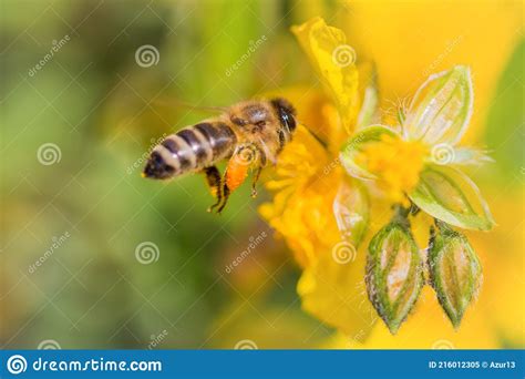 Honey Bee With Pollen Pellets Flight To Gather Nectar Flower Stock