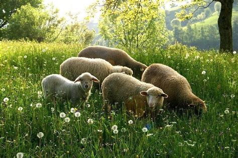Pin By Lily Of The Valla On All Creatures Great And Small Sheep Art