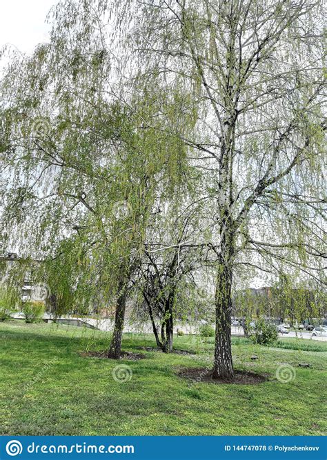 Spring Nature Green Tree For Wallpaper Design Birch Tree