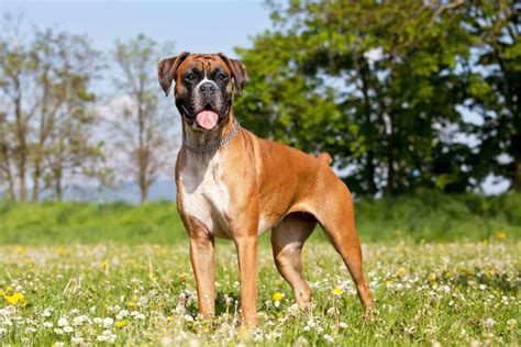 Boxer Dog Breed Complete Guide Az Animals