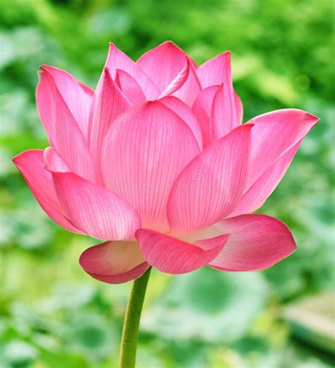 Beautiful Pink Lotus Flower In Blooning Stock Image Image Of Foliage