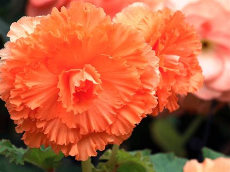 Learn How To Grow Begonias From Corms Or Tubers
