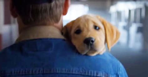 Budweiser Clydesdales Reunite With Puppy In Heartwarming Ad