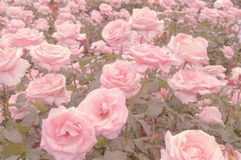 Pin By 🌿ëclîpse🌿 On αєѕтнєтι¢ѕ • 綺麗な Flower Aesthetic Pastel Pink
