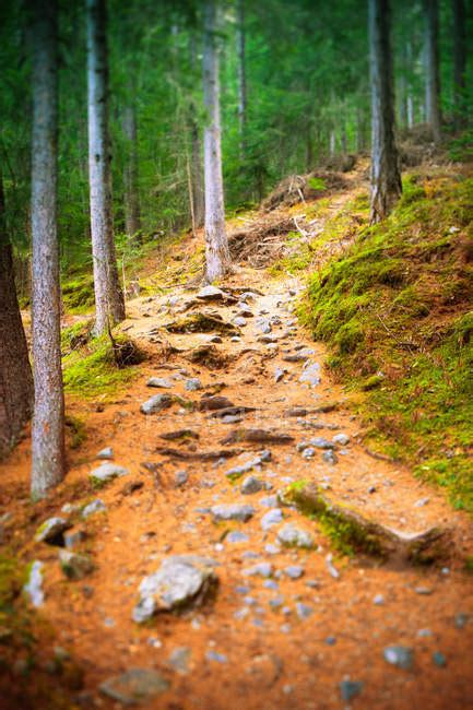 Winding Road In Mountain Forest — Landscape Rainforest Stock Photo