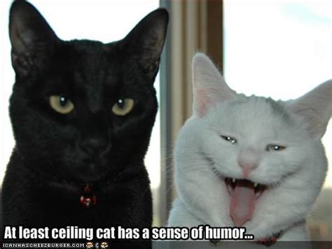 Funny Image Gallery Lol Cats Captions Funny Pictures