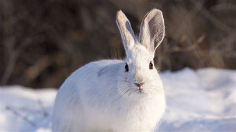 Hd Wallpaper Snow Winter White Rabbit Animal Download Wallpapers