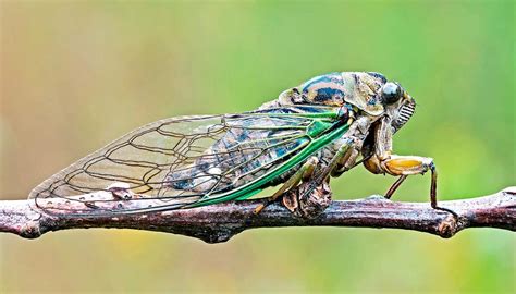 Ağustos Böceği Nedir Nerede Yaşar Özellikleri Nelerdir