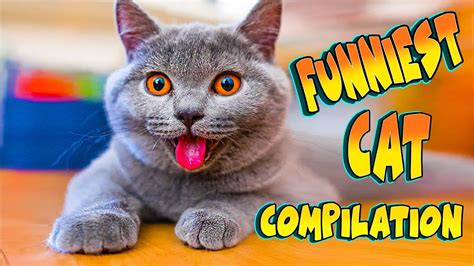 Why Are Cats So Funny 😹 Funniest Cat Compilation 🤣 Youtube