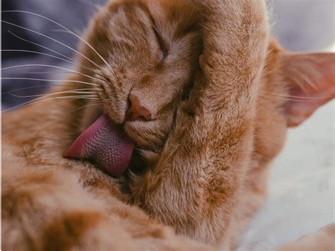 5 reasons for excessive cat grooming