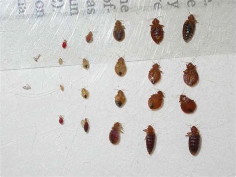 Picture Of Bed Bug