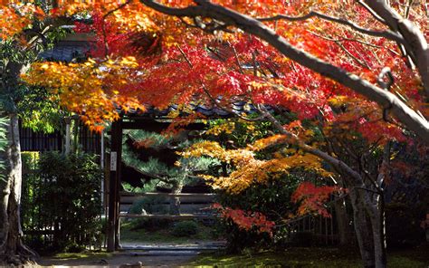 Wallpaper Japan Trees Fall Leaves Garden Branch San Francisco