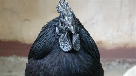 Raising Kadaknath Chickens Black Chicken In India Check How This Guide Helps Profitable