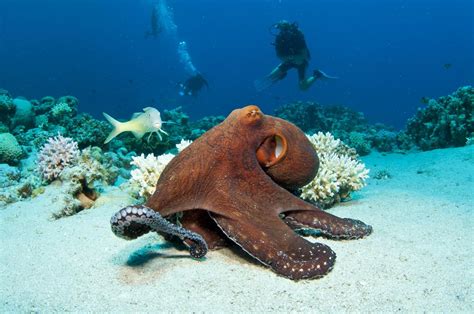 Octopus Species That Can Be Kept As Pets Pet Ponder