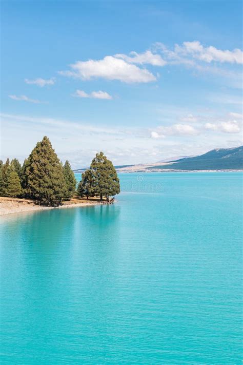 Pine Trees Growing At Lake Pukaki In New Zealand Stock Photo Image Of