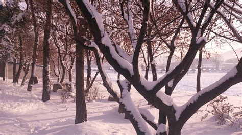 무료 이미지 경치 나무 자연 분기 눈 겨울 목재 햇빛 아침 꽃 서리 평온 봄 날씨 시즌 작은 가지