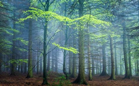 Forests United Kingdom Trunk Tree Fog Darley Moor Nature