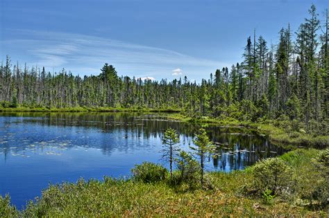 Boreal Forests Fighting Against Climate Change Canadian Wildlife Magazine