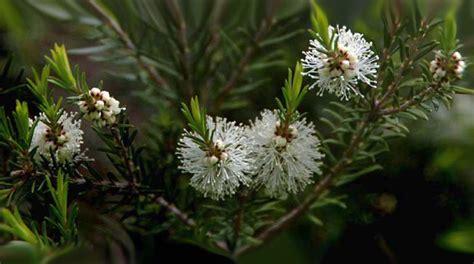 Contains tea tree oil (melaleuca alternifolia) to help protect skin from pimples naturally. Lucky 7 Ayurvedic Benefits and Uses for Tea Tree Oil ...