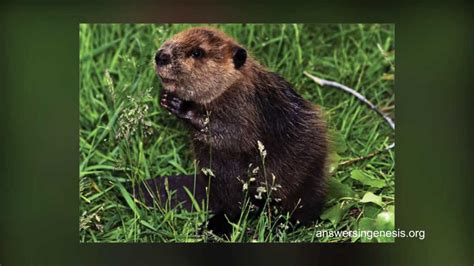 Beaver Kills Man On Fishing Trip Gone Wrong In Belarus Youtube