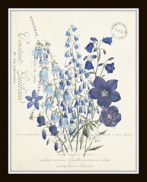 Illustration Blume Illustration Botanique Botanical Illustration