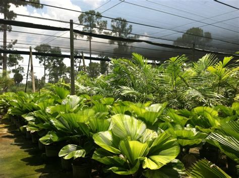 Homes & land magazine provides you with extensive real estate listings including homes for sale, rental properties, condos, land for sale and building lots from cities across. Licuala grandis, Licuala Palm | PlantVine