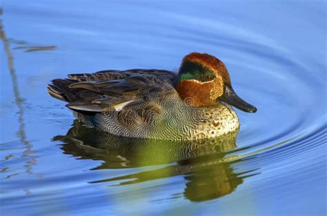 Male Eurasian Or Common Teal Anas Crecca Stock Image Image Of Water