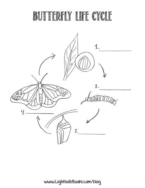 Butterfly Life Cycle Coloring Page - youngandtae.com | Butterfly