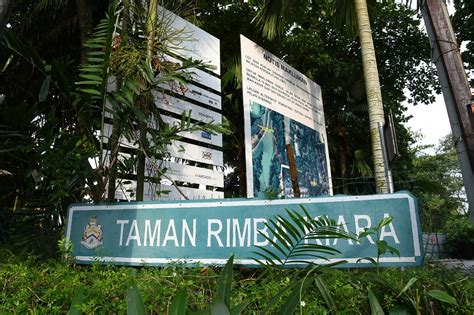 The bukit kiara trails was mainly a rubber plantation many decades ago. Taman Rimba Kiara renamed to Taman Awam Bukit Kiara ...