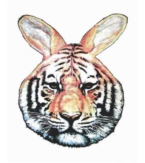 Tiger Rabbit Pinterest