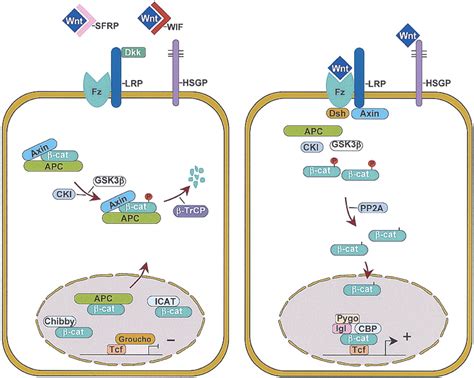 Wnt Signaling In The Intestinal Epithelium From Endoderm To Cancer