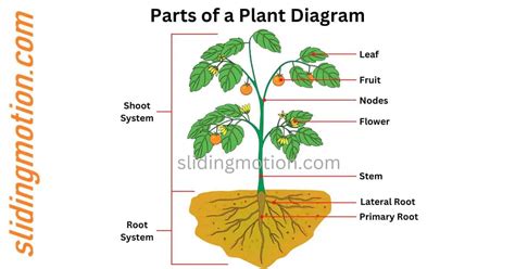 Complete Guide Of Key Parts Of Plantnames Functions And Diagram