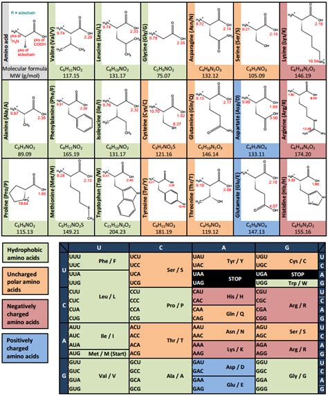 Amino Acid Codon Table Download In Pdf