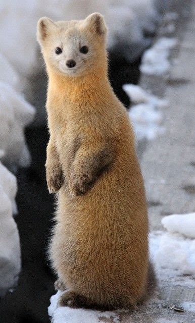 Japanese Marten Martes Melampus Cute Animals Animals Beautiful