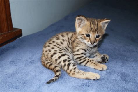 A cat with a 'good type' will be in more demand, with females of higher generations usually held back for breeding. Perfect gift. Savannah cat! Half house cat and half ...