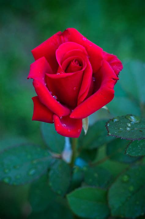 Images Gratuites Fleur Pétale Amour Vert Rouge Rose Flore