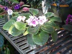 You can also sit a plastic bag over top or simply ensure that your growing space has decent humidity. 1301 - African Violet - PlantTalk ColoradoPlantTalk Colorado