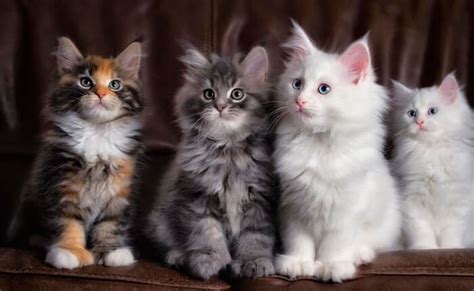 Maybe you would like to learn more about one of these? Harga Kucing Maine Coon Asli & Mix Persia Terbaru 2021