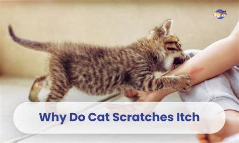 Why Do Cat Scratches Itch 4 Ways To Treat It