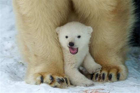 Why Are Polar Bears White Polar Bear White Color