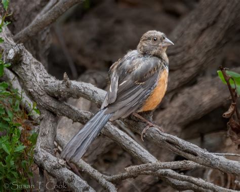 Juvenile Spotted Towhee Channel City Camera Club Flickr