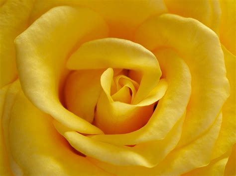 Free Photo Yellow Rose Bspo06 Closeup Flower Free Download Jooinn