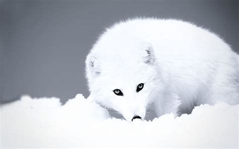 Arctic Fox Wallpapers Top Free Arctic Fox Backgrounds Wallpaperaccess