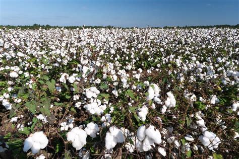 Cotton Field Stock Photo Image Of Environment Field 102994648