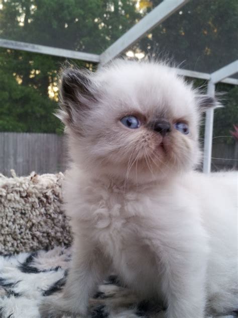 Lilac Point Himalayan Cat Pictures Koratcapicturesny