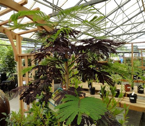 Albizia julibrissin, the persian silk tree or pink silk tree, is a species of tree in the family fabaceae, native to southwestern and eastern asia. danger garden: Albizia julibrissin 'Summer Chocolate ...