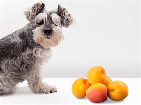 Can Dogs Eat Apricot? Is Apricot Safe For Dogs? - Rested Paws