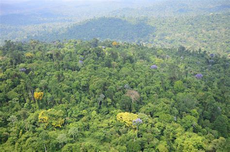 Carajás Proteção Da Floresta Amazônica Ajuda No Combate Ao Aquecimento