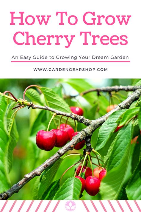 Planting Cherry Trees From Seed Francisco Weems