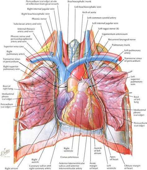 Image Result For Subclavian Vein Medical Illustration Medical